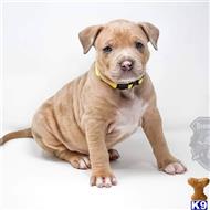 american bully puppy posted by TrailHawk FB